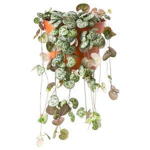 Hanging plant offers at $9.99 in IKEA